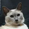 どんがめ64（Dongame64）さんのアイコン