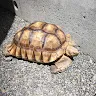 きなこさんのアイコン