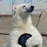 しろくまさんのアイコン