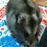 シィさんのアイコン