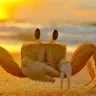 カニパンチさんのアイコン