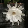 トキさんのアイコン