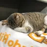 すずもりさんのアイコン