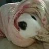 ろだのすさんのアイコン