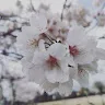 ここねさんのアイコン