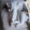 彷徨う旦那さんのアイコン