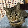 はちみつくまさんさんのアイコン