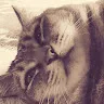 ゐゑ猫さんのアイコン