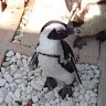 こーまさんのアイコン