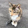 高身長カレーさんのアイコン
