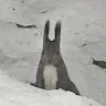 黒おじちゃんさんのアイコン