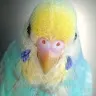よいどれさんのアイコン