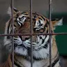モッフ(ネコ科動物)さんのアイコン