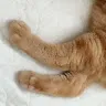 ゆりかごの猫さんのアイコン