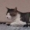 やじねこさんのアイコン