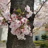 ウィズさんのアイコン