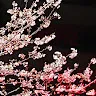 けーじさんのアイコン