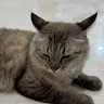 bladeさんのアイコン