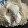 鳩の化身さんのアイコン