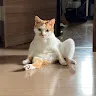 ねこのてさんのアイコン