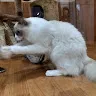 雪さんのアイコン
