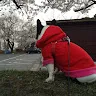 ダリアさんのアイコン