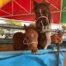 ランボ五歳さんのアイコン