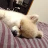 ゆうたチャンネルさんのアイコン
