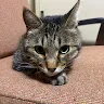 ションボリ猫さんのアイコン
