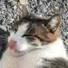 ねこさんのアイコン
