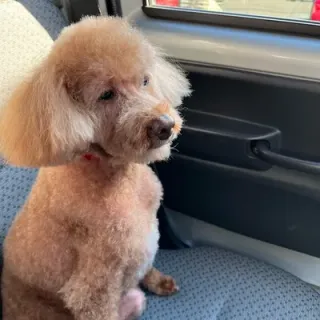 ハルノビさんのアイコン