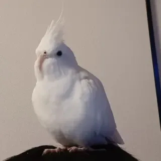 とり忍者さんのアイコン