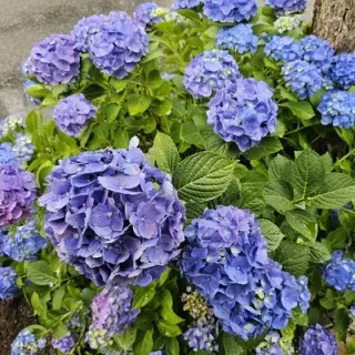 Hydrangea(略称：ハイドラ)さんのアイコン
