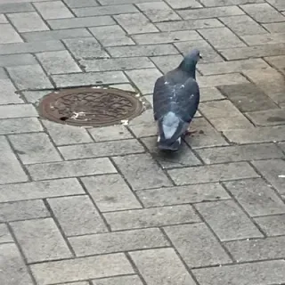 大阪の鳩さんのアイコン