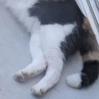 ねっこふさんのアイコン