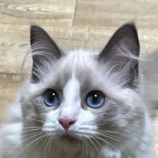 フォルセティさんのアイコン
