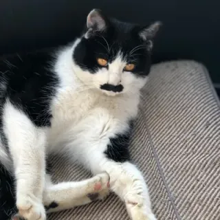 COZYさんのアイコン