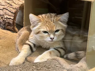 マフティーさんのアイコン