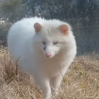 駄犬さんのアイコン