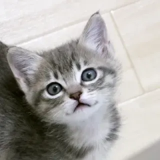 ニャンコスキーさんのアイコン
