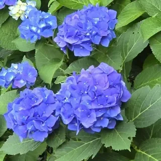 タチアオイさんのアイコン