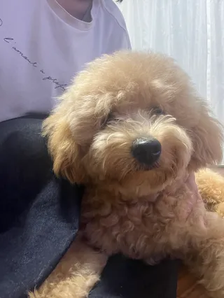 ねぇねさんのアイコン