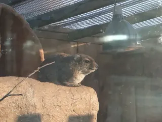 Hyraxingさんのアイコン