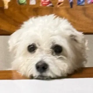 ばばばずさんのアイコン