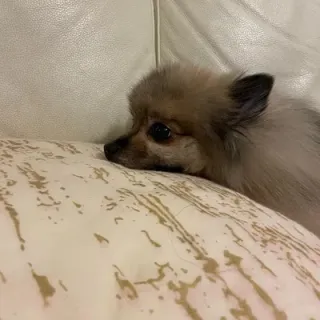 のりのりさんのアイコン