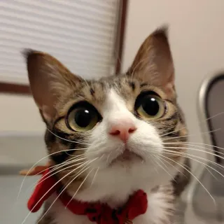 うーたんさんのアイコン