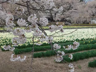 マニラミさんのアイコン