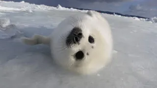 あじゃさんのアイコン