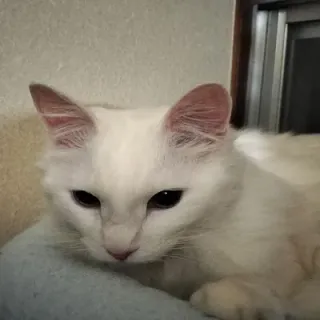竜猫さんのアイコン