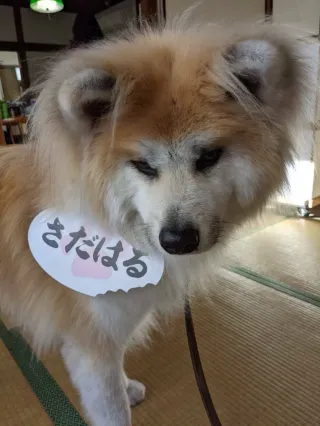ムクムクさんのアイコン